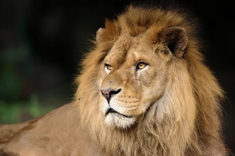 ライオンについてどれだけ知っているかクイズで試してみる クイズサイト Jp