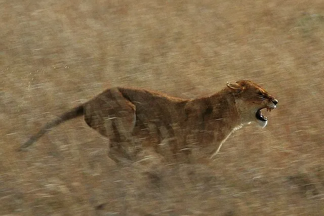ライオンの走る速度