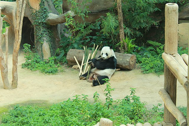 動物園のパンダ