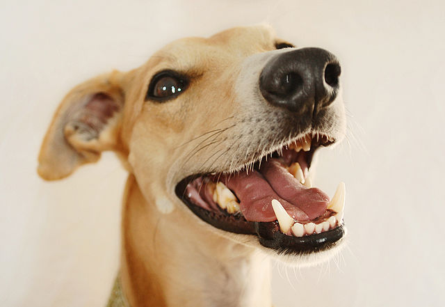 犬の歯は何本？