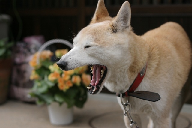犬があくびをするのはどんな時？