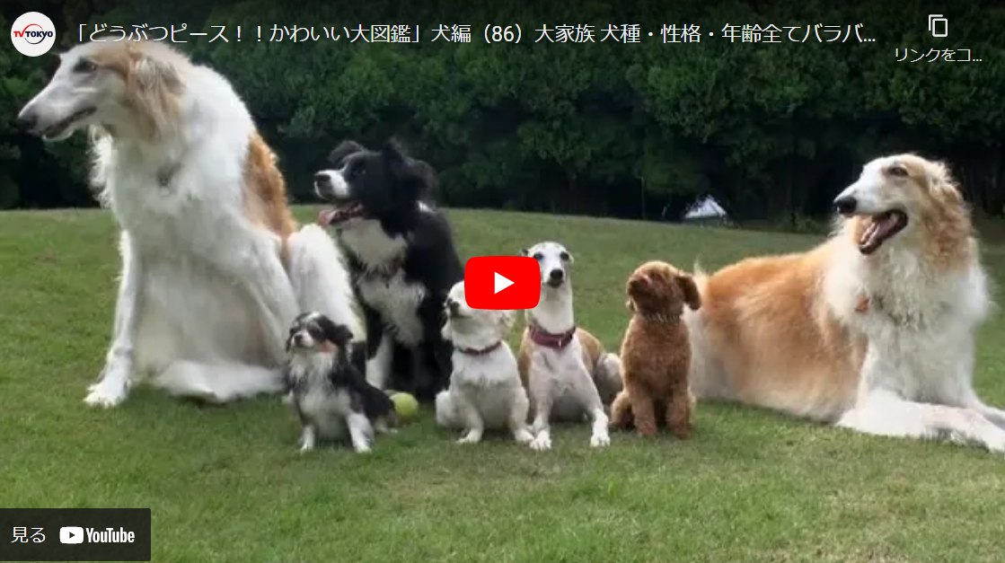 楽しい犬の雑学クイズ クイズサイト Jp