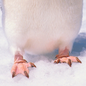 ペンギンの足