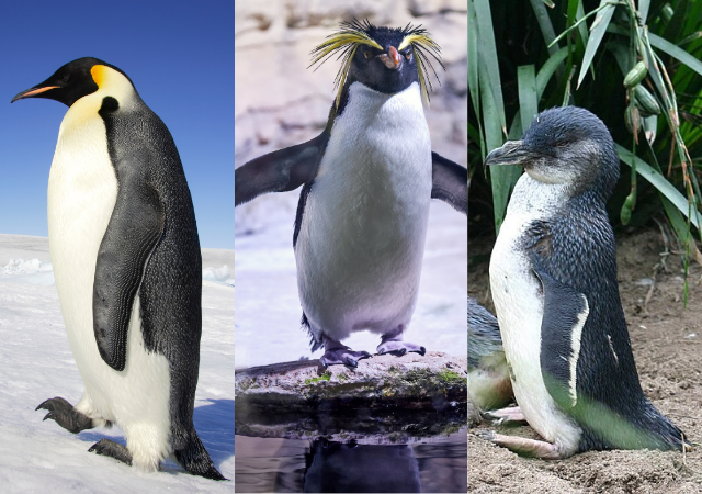 ペンギンの種類