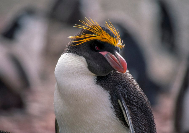 マカロニペンギン