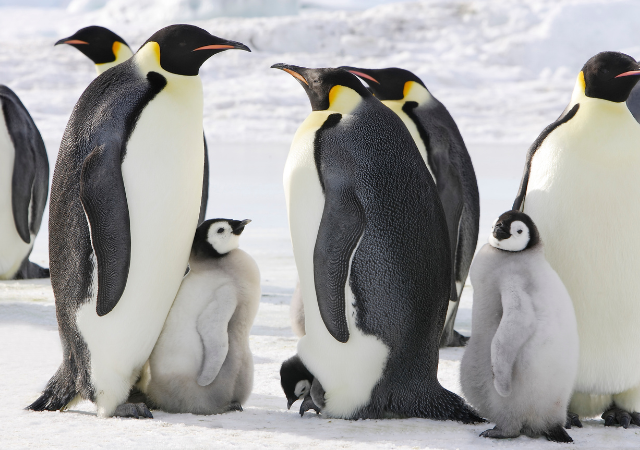 18種類とされるペンギンのうち、南極大陸で繁殖するのは何種類？