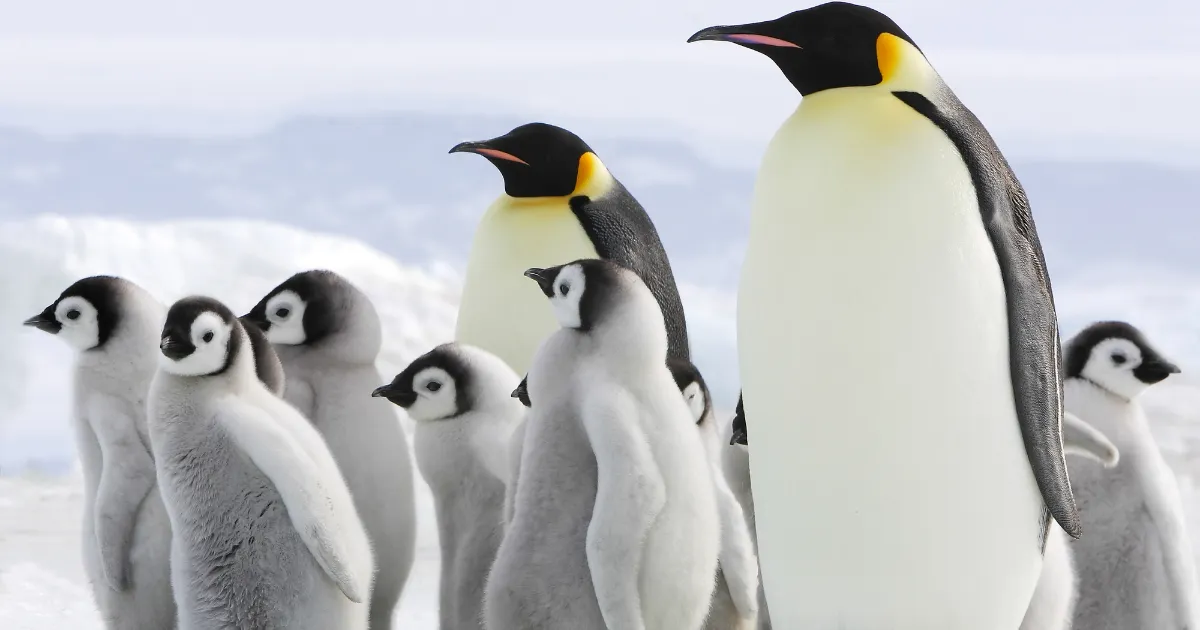 ペンギンクイズ