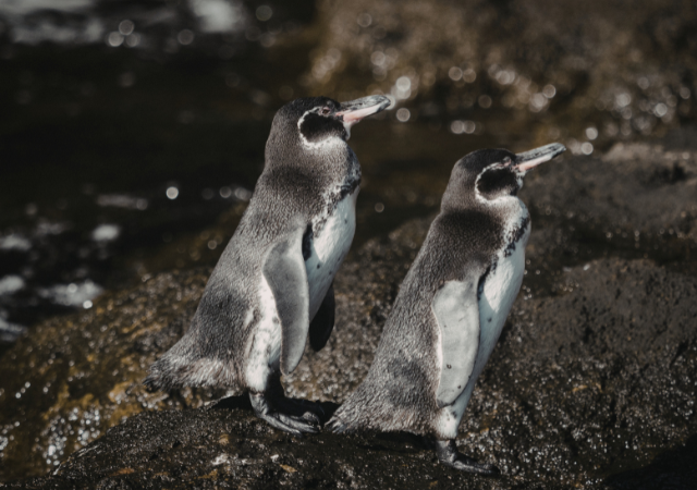 ガラパゴスペンギン