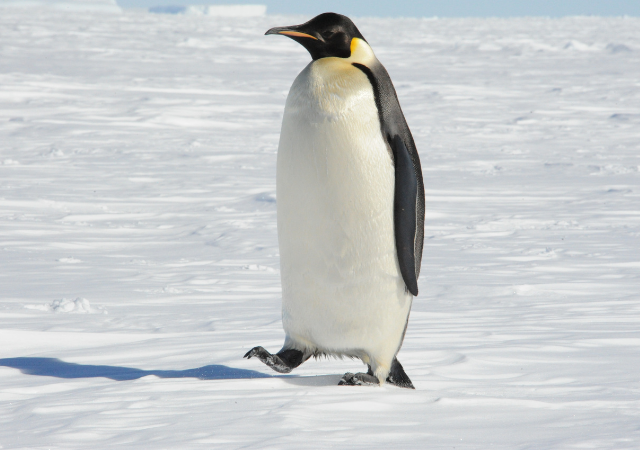 世界でいちばん大きいペンギンは？
