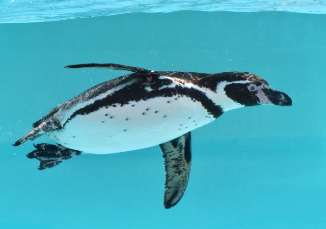 ペンギンはどの動物グループに属しますか？