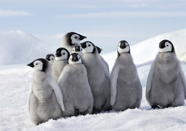 クレイシュ、ないし、クレイシ